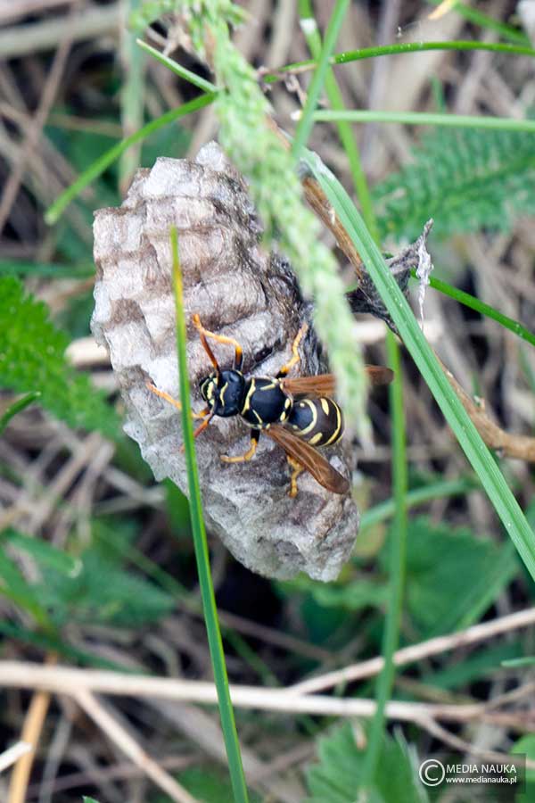 klecanka polna (Polistes nimpha)