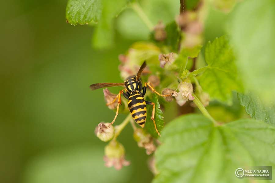 klecanka polna (Polistes nimpha)