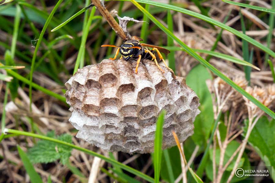 klecanka polna (Polistes nimpha)