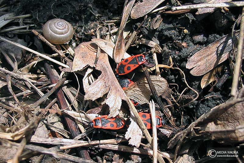 kowal bezskrzydły (Pyrrhocoris apterus)