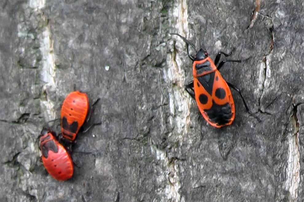 kowal bezskrzydły (Pyrrhocoris apterus)