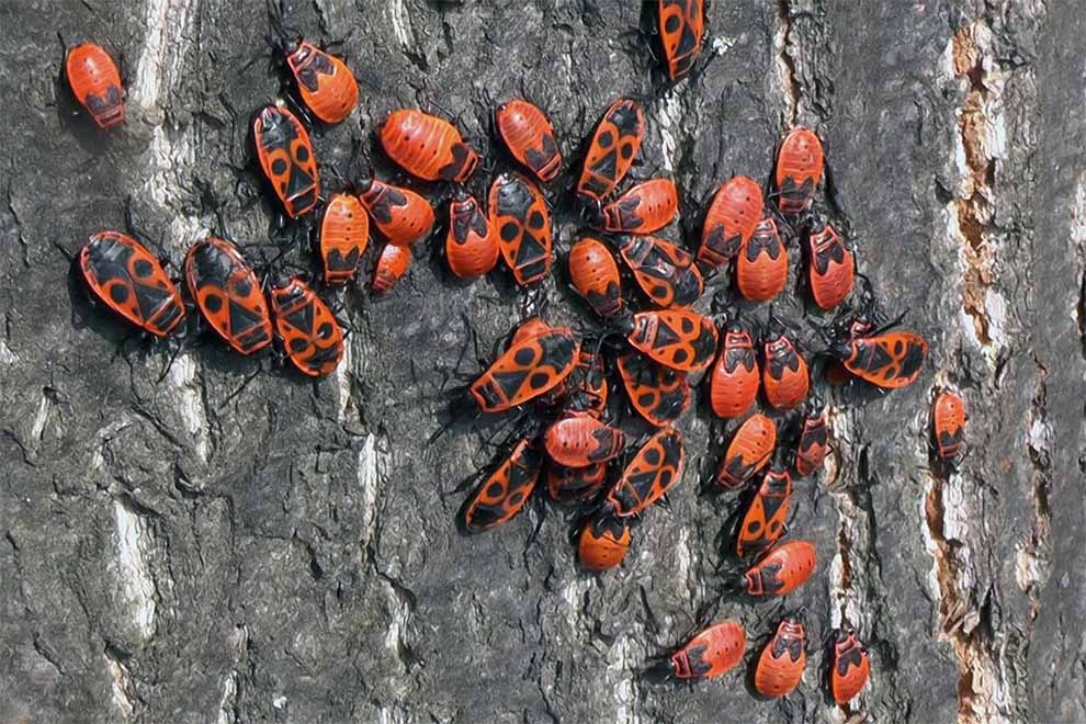 kowal bezskrzydły (Pyrrhocoris apterus)