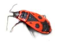 kowal bezskrzydły (Pyrrhocoris apterus)