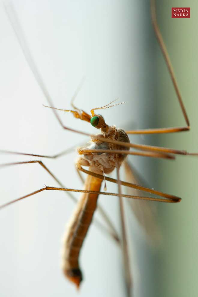 koziułka warzywna (Tipula oleracea)