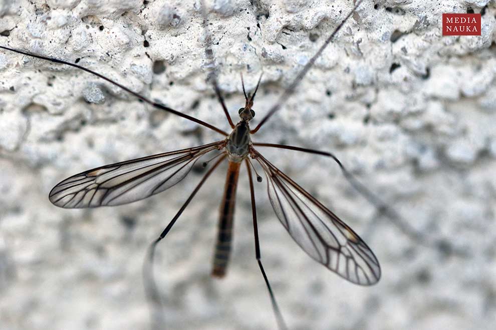 koziułka warzywna (Tipula oleracea)