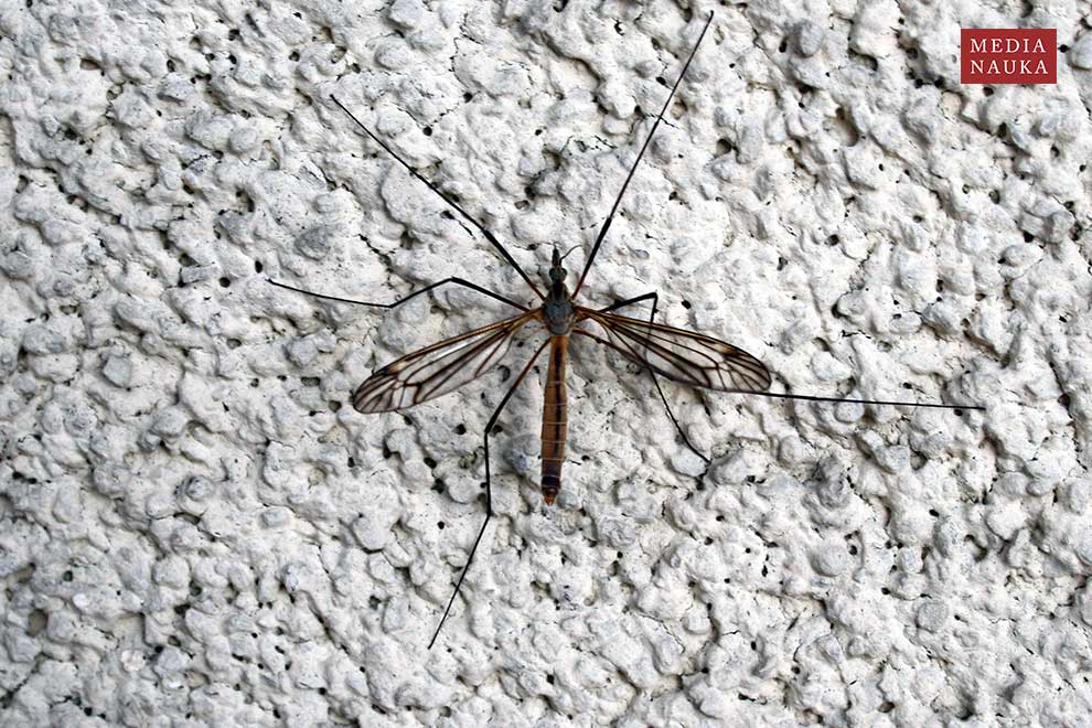 koziułka warzywna (Tipula oleracea)