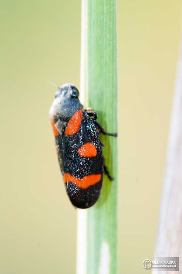 krasanka przepaskówka (Cercopis sanguinolenta)