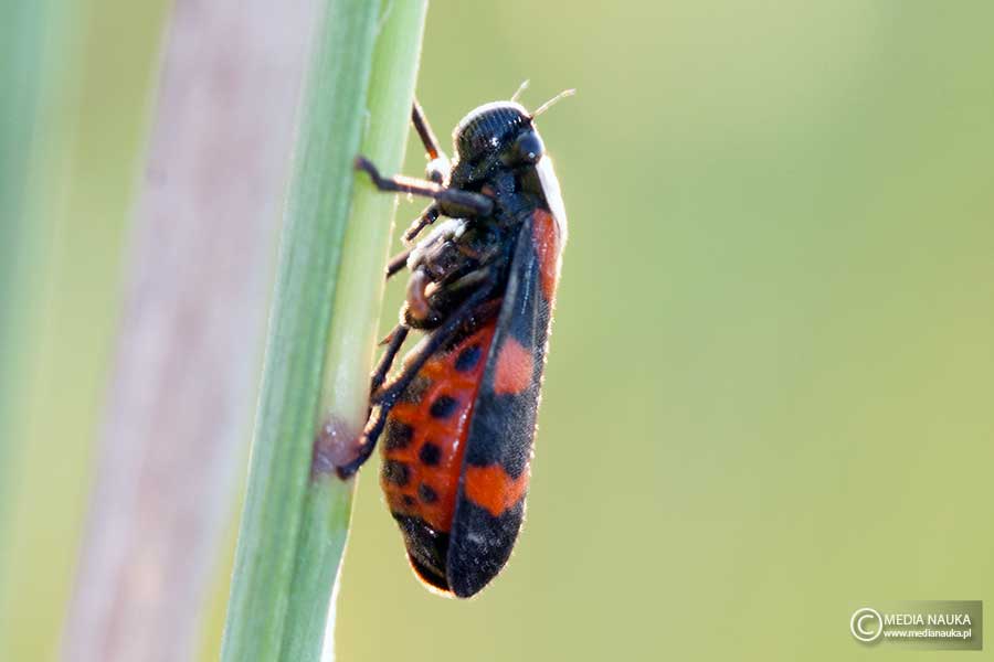krasanka przepaskówka (Cercopis sanguinolenta)