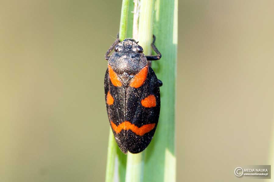 krasanka przepaskówka (Cercopis sanguinolenta)