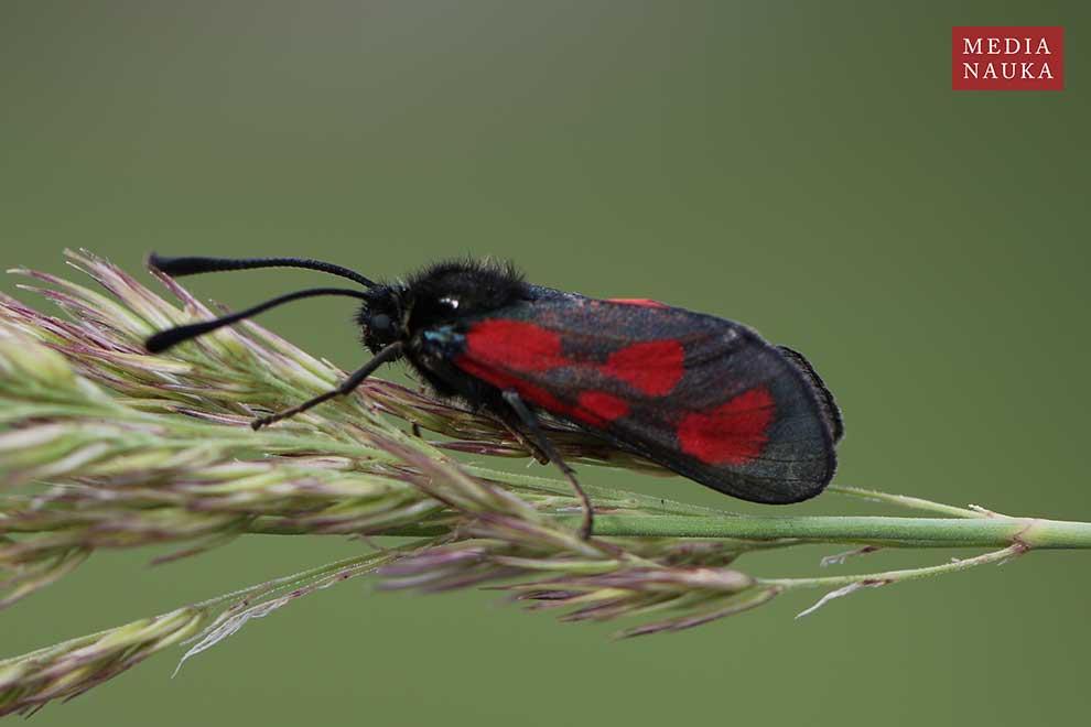 kraśnik komonicowiec (Zygaena loti)