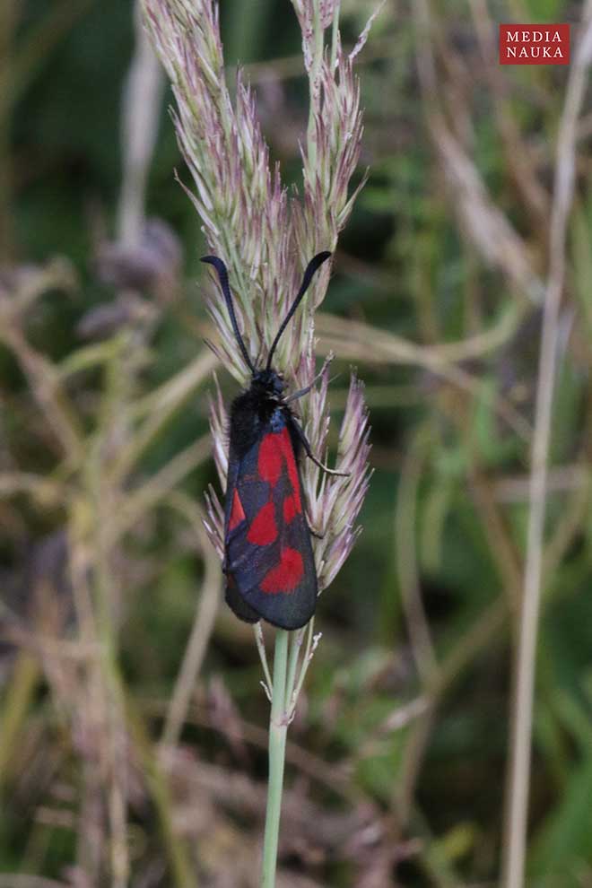kraśnik komonicowiec (Zygaena loti)