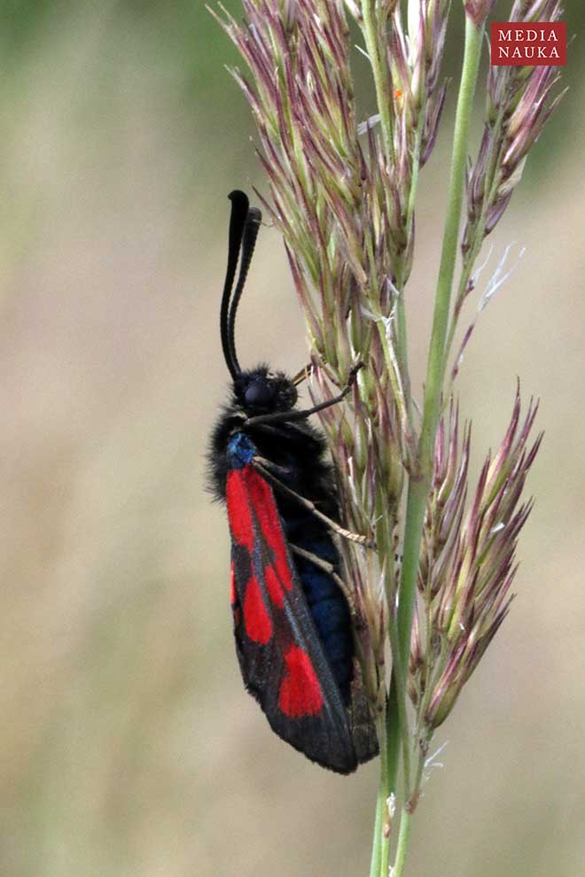 kraśnik komonicowiec (Zygaena loti)