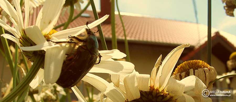kruszczyca złotawka (Cetonia aurata)