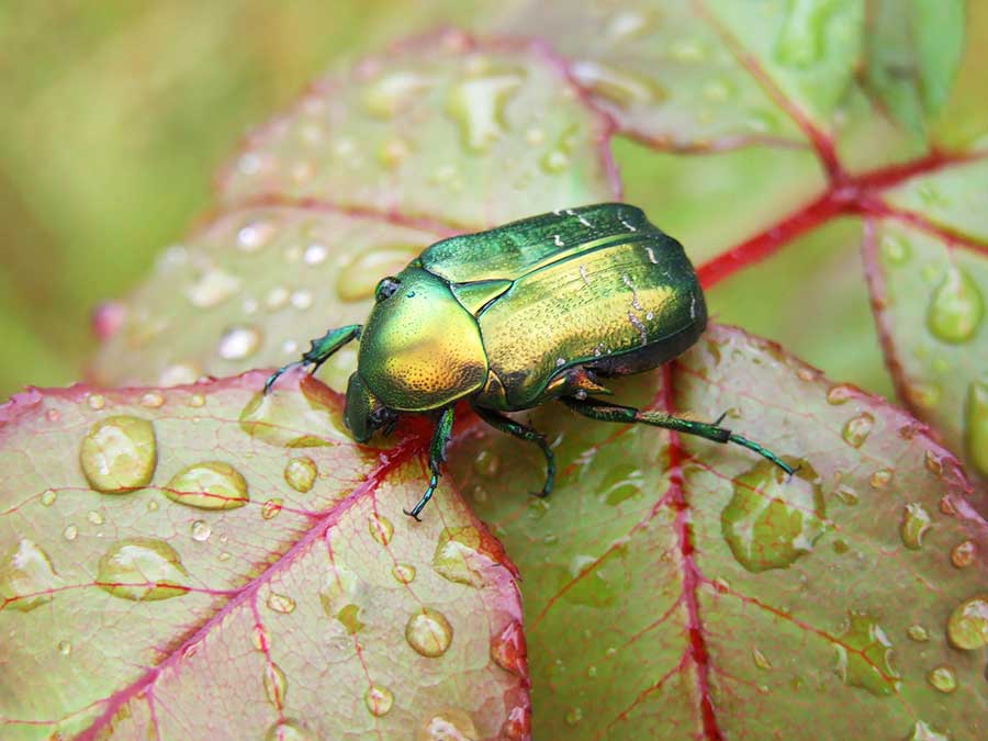 kruszczyca złotawka (Cetonia aurata)