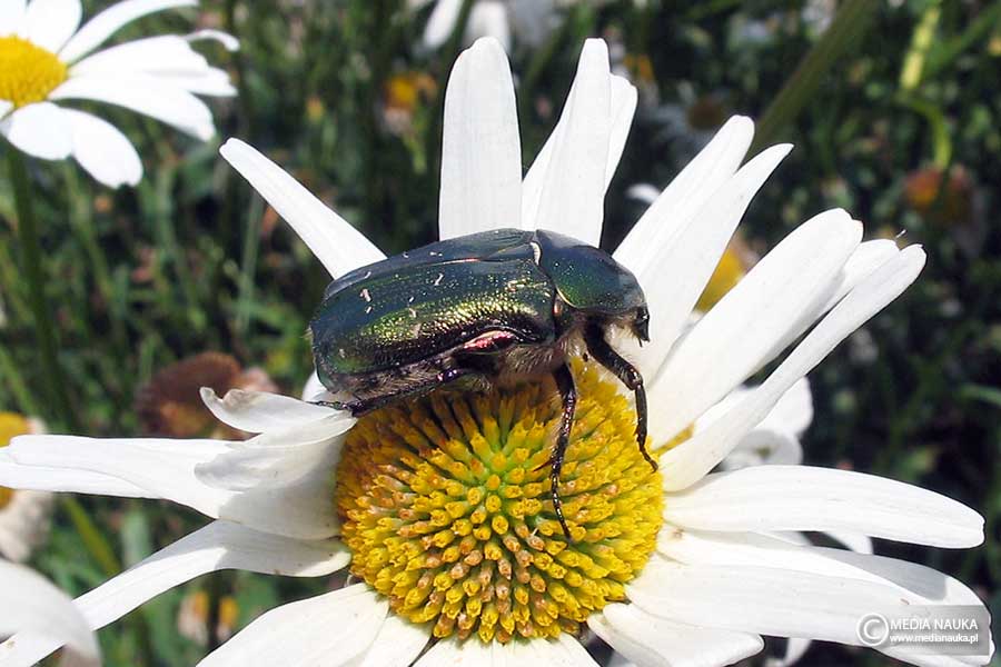 kruszczyca złotawka (Cetonia aurata)