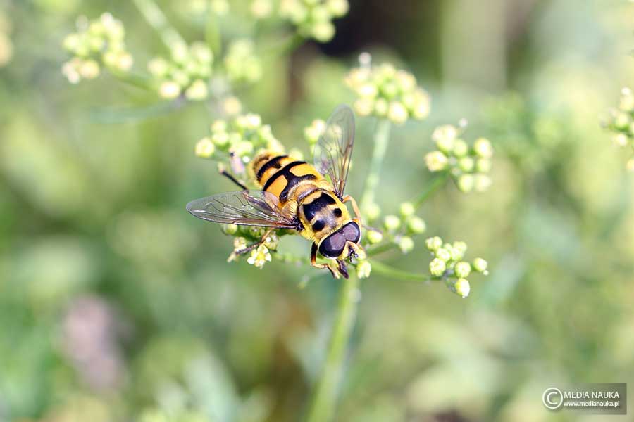 kwiatówka zmierzchnicowata (Myathropa florea)