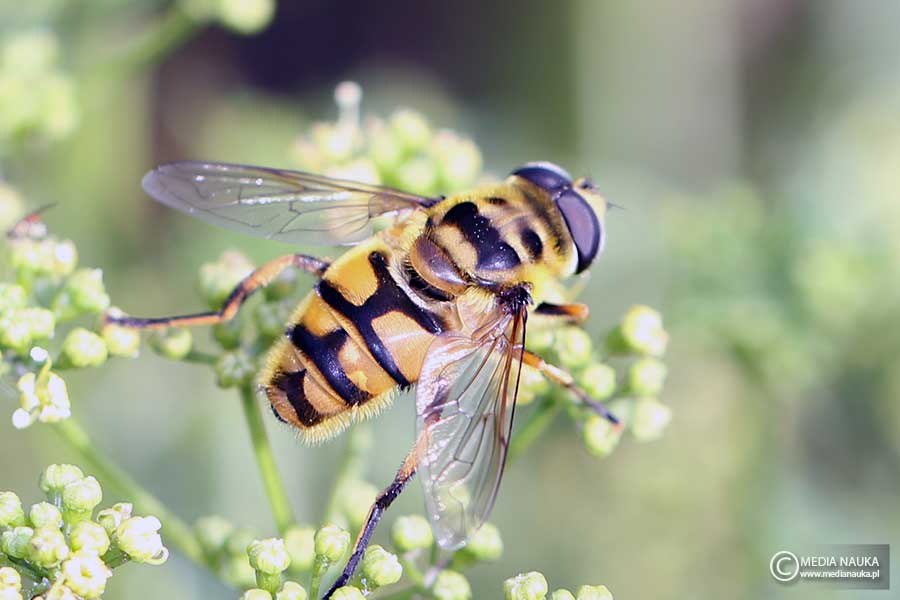 kwiatówka zmierzchnicowata (Myathropa florea)