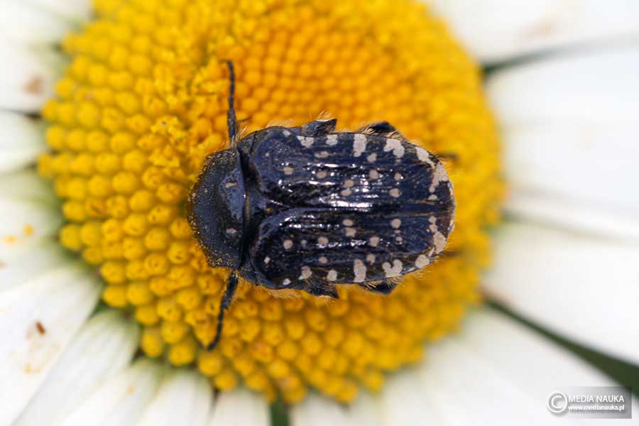 łanocha pobrzęcz (Oxythyrea funesta)