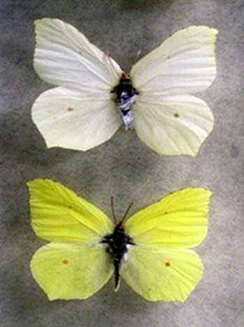 latolistek cytrynek, listkowiec cytrynek (Gonepteryx rhamni)