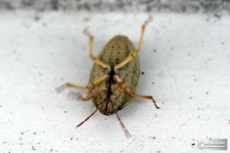 lednica zbożowa (Aelia acuminata)
