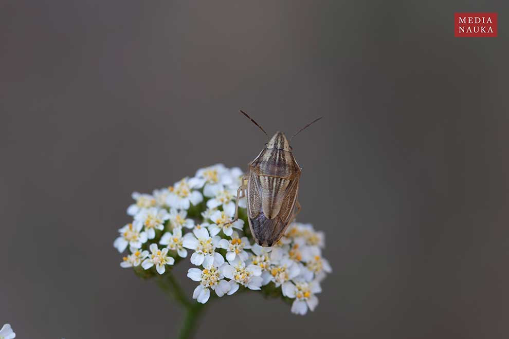 lednica zbożowa (Aelia acuminata)