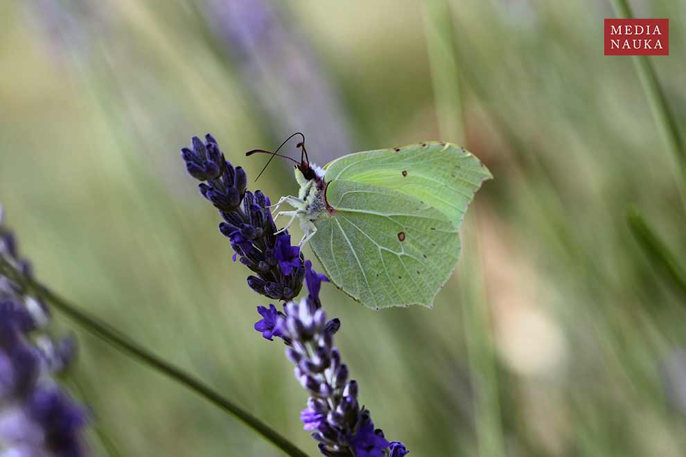 latolistek cytrynek, listkowiec cytrynek (Gonepteryx rhamni)