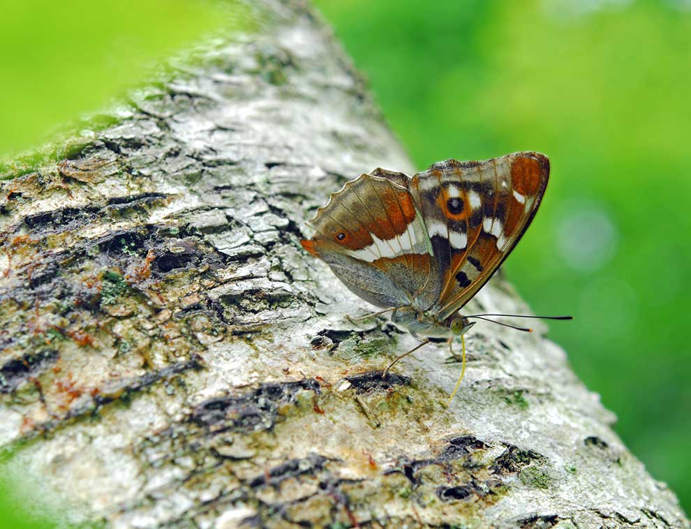 mieniak tęczowiec (Apatura iris)