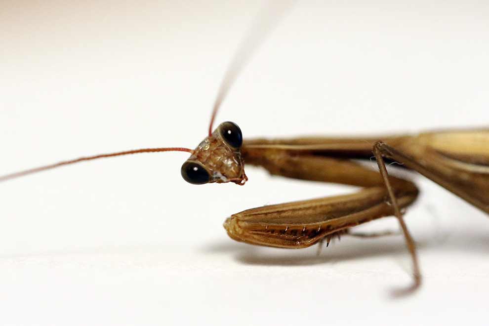 modliszka zwyczajna (Mantis religiosa)