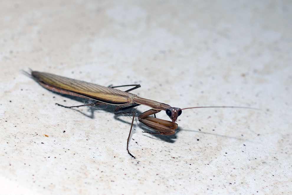 modliszka zwyczajna (Mantis religiosa)