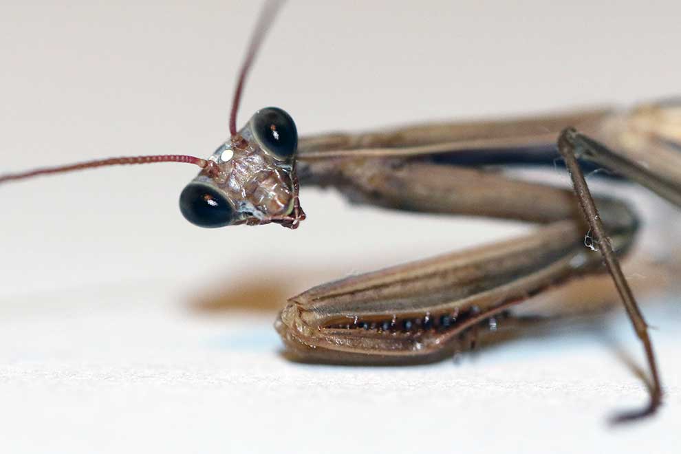 modliszka zwyczajna (Mantis religiosa)