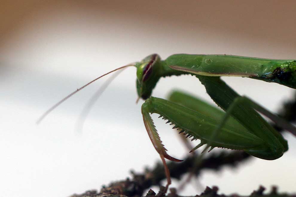modliszka zwyczajna (Mantis religiosa)
