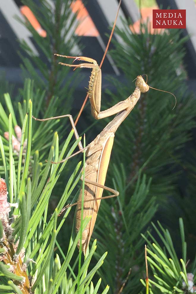 modliszka zwyczajna (Mantis religiosa)