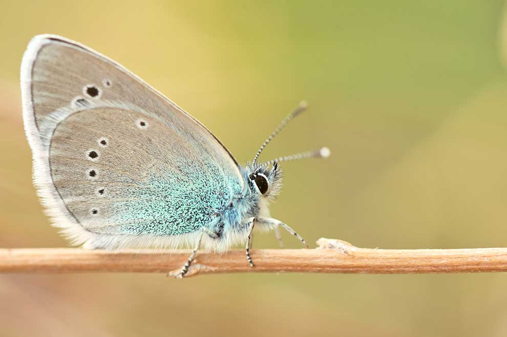 modraszek aleksis (Glaucopsyche alexis)