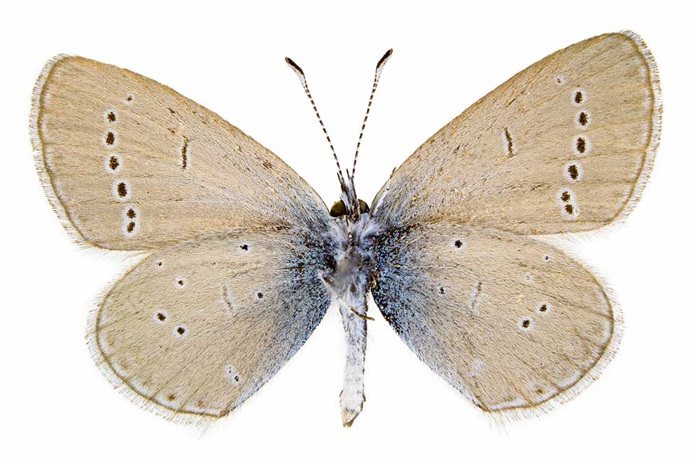 modraszek malczyk (Cupido minimus)