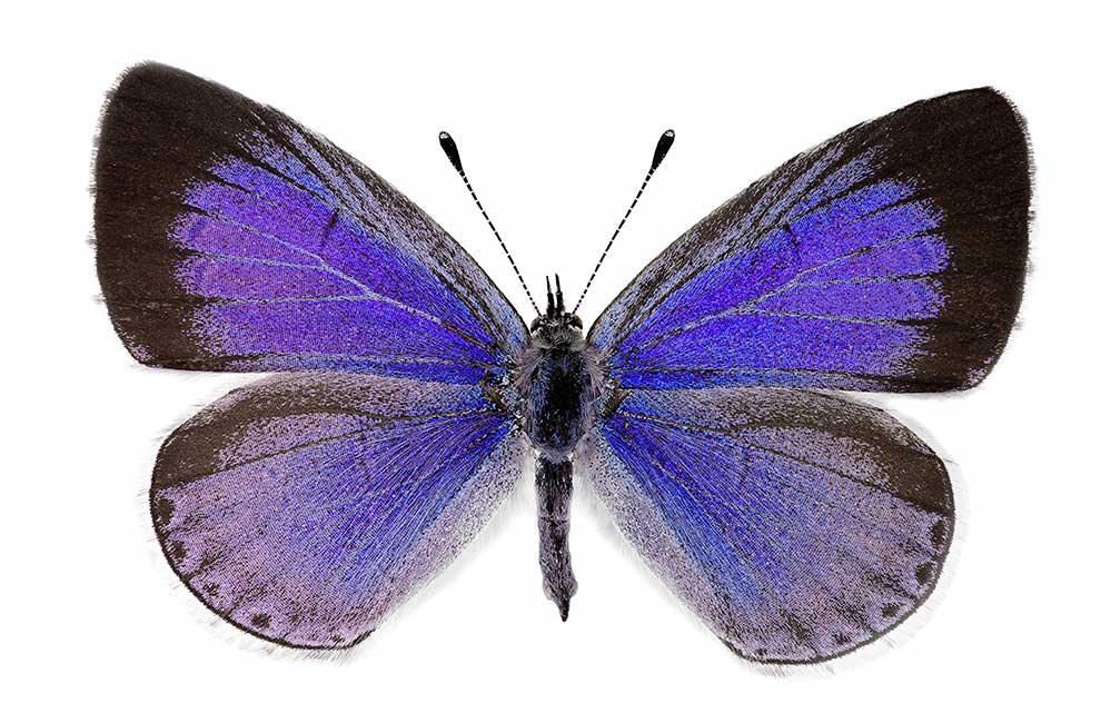 modraszek wieszczek (Celastrina argiolus)