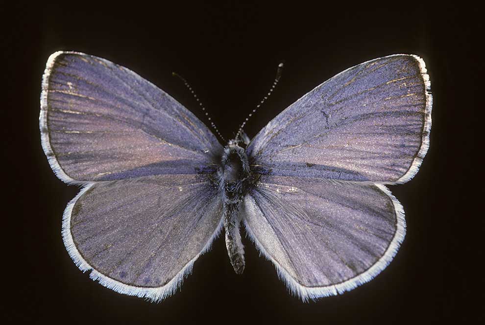 modraszek wieszczek (Celastrina argiolus)