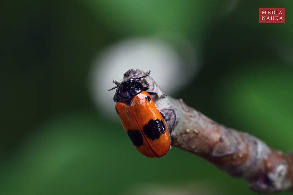 moszenica wierzbówka (Clytra laeviuscula)
