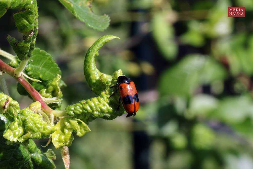 moszenica wierzbówka (Clytra laeviuscula)