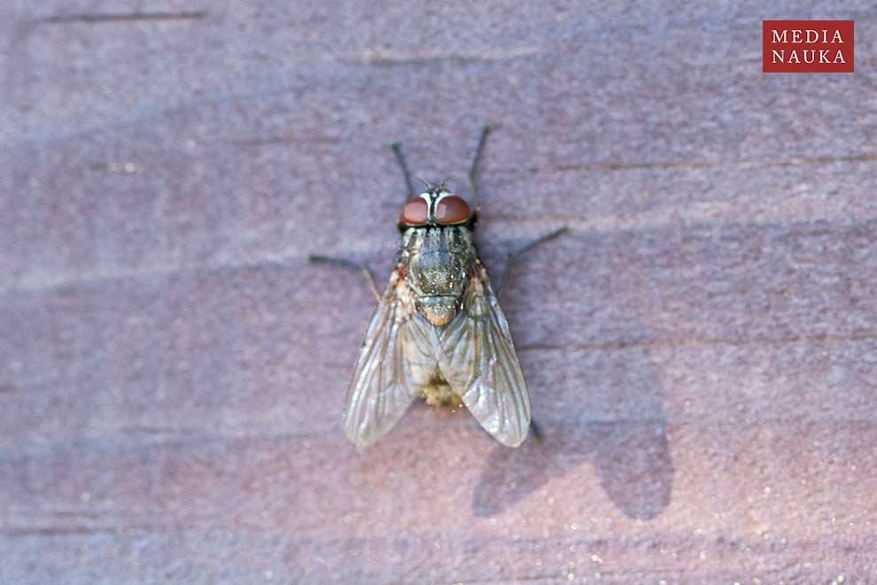 mucha domowa (Musca domestica)