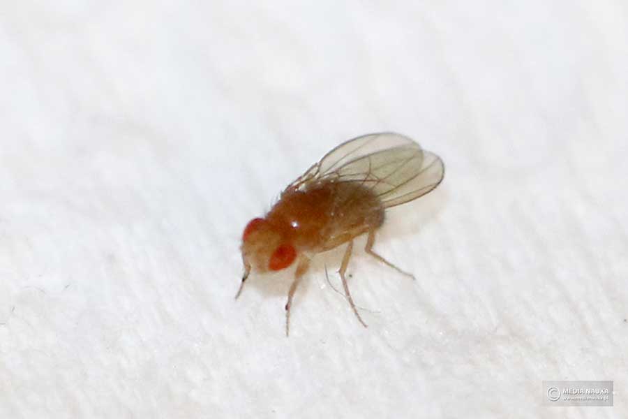 muszka owocowa (Drosophila melanogaster)