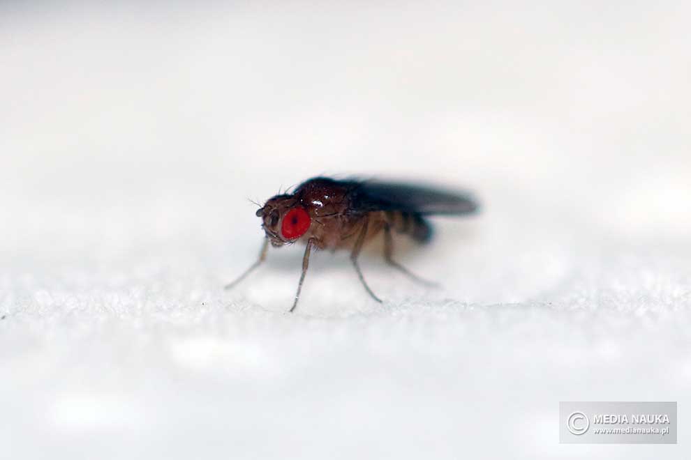 muszka owocowa (Drosophila melanogaster)