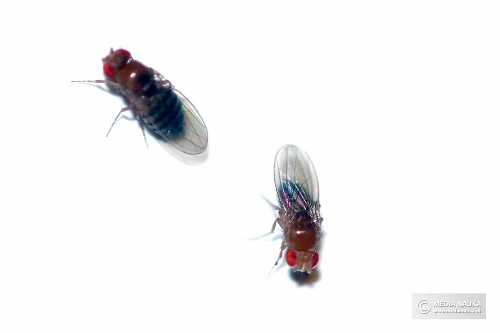 muszka owocowa (Drosophila melanogaster)