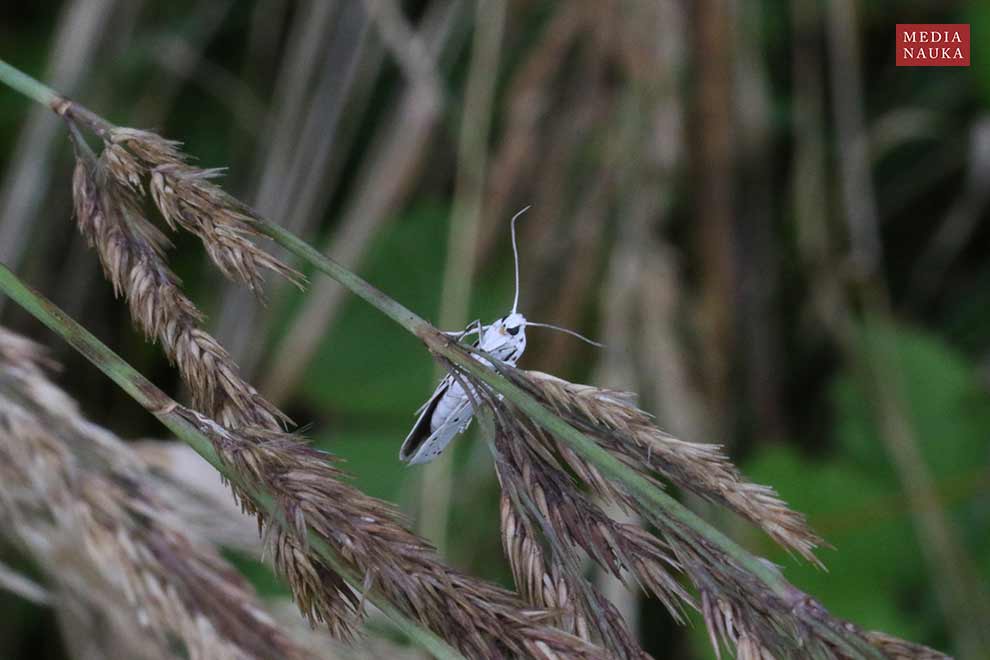 namiotnik jabłoniaczek (Yponomeuta malinellus)
