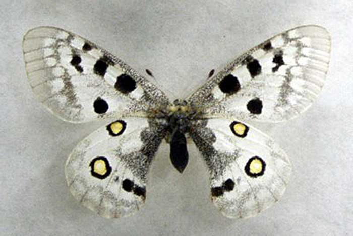 niepylak apollo (Parnassius apollo)