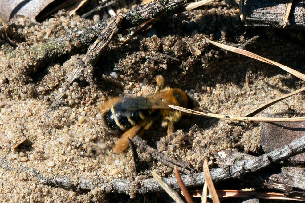 obrostka letnia (Dasypoda hirtipes)