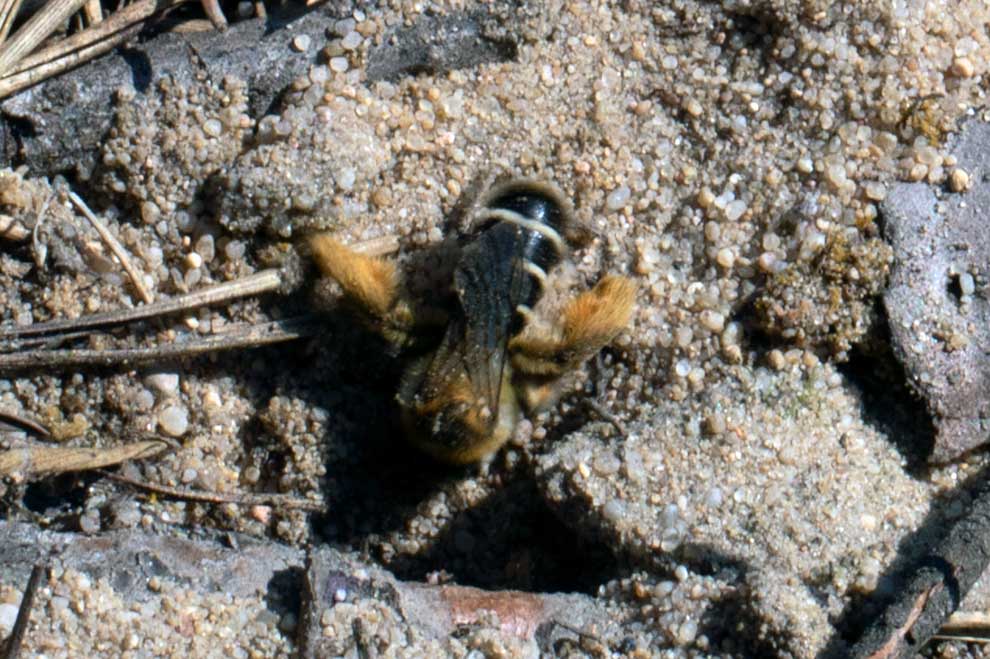 obrostka letnia (Dasypoda hirtipes)