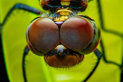 Oczy ważki - nopporn - Fotolia.com