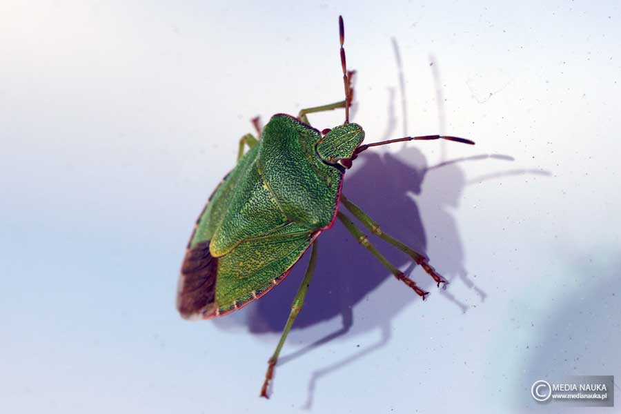 odorek zieleniak (Palomena prasina)