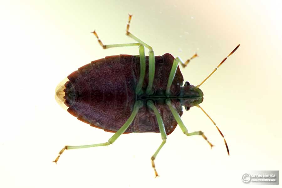 odorek zieleniak (Palomena prasina)