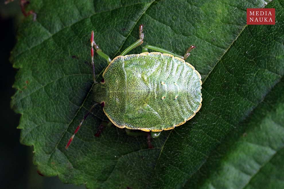 odorek zieleniak (Palomena prasina)